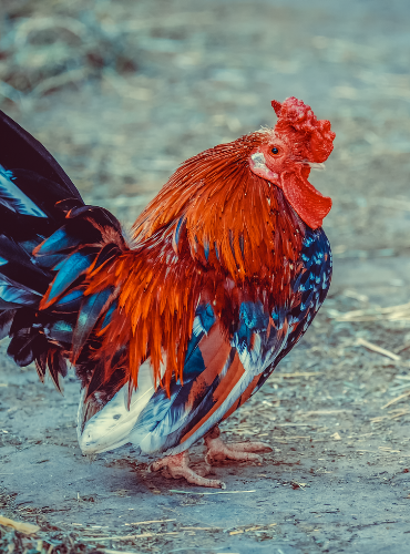 Ayam Kate (Gallus gallus domesticus)