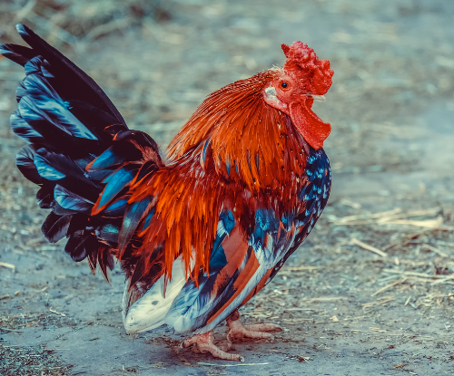 Ayam Kate (Gallus gallus domesticus)