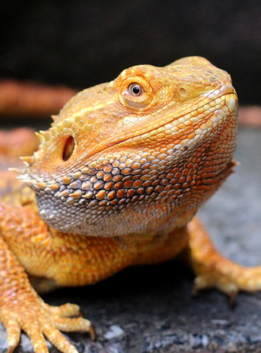 Bearded Dragon (Pogona vitticeps)