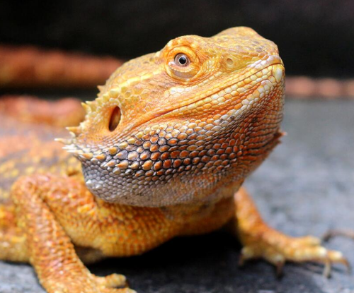 Bearded Dragon (Pogona vitticeps)