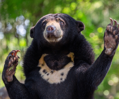 Beruang Madu (Helarctos malayanus)
