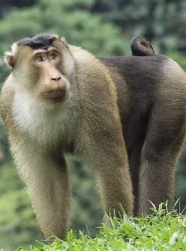 Beruk (Macaca nemestrina)