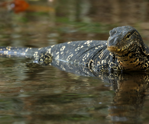 Biawak Air (Varanus salvator)