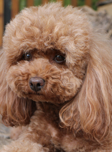 Anjing Poodle (Canis lupus familiaris)