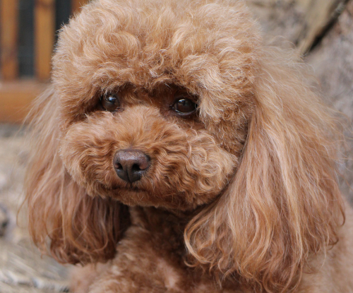 Anjing Poodle (Canis lupus familiaris)