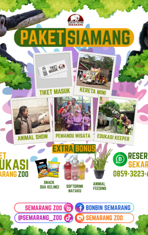paket siamang semarang zoo