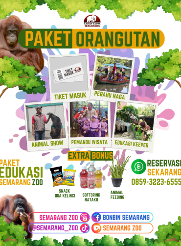 Paket Orangutan Semarang Zoo