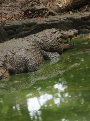 Buaya Muara (Crocodylus porosus)
