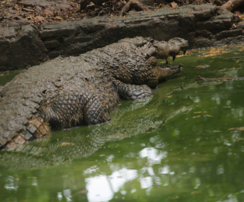 Buaya Muara (Crocodylus porosus)