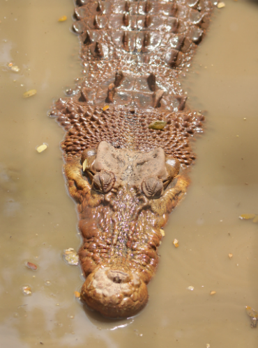 Buaya Papua (Crocodylus novaeguineae)