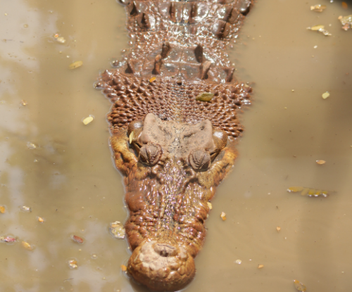 Buaya Papua (Crocodylus novaeguineae)