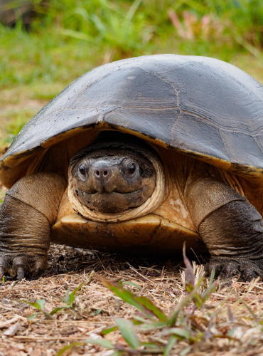 Byuku (Cuora amboinensis)