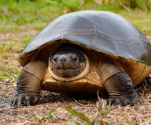 Byuku (Cuora amboinensis)