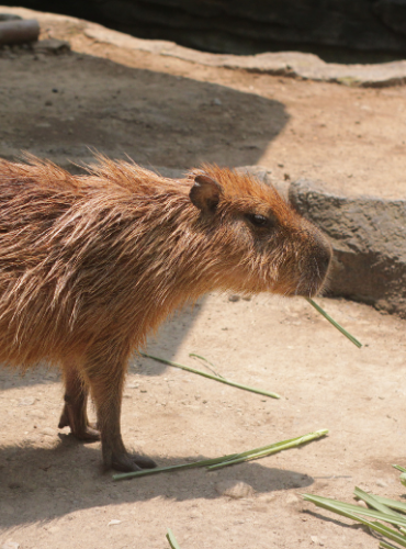 Capybara (Hydrochoerus hydrochaeris)