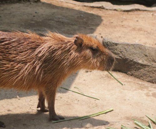 Capybara (Hydrochoerus hydrochaeris)