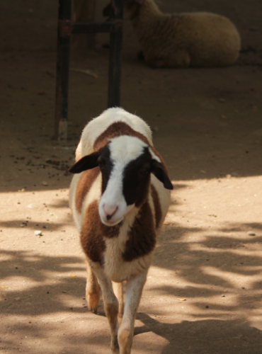 Domba Dorper (Ovis aries)
