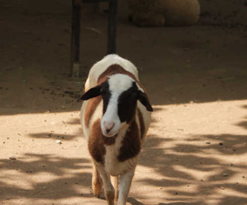 Domba Dorper (Ovis aries)