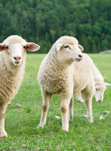 Domba Merino (Ovis aries)