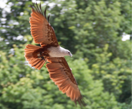 Elang Bondol (Haliastur indus)