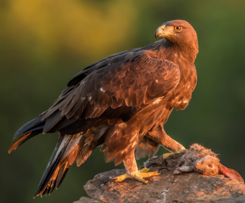 Elang Hitam (Ictinaetus malaiensis)