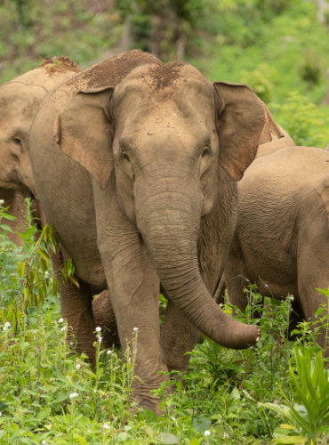 Gajah Sumatera (Elephas maximus sumatranus)