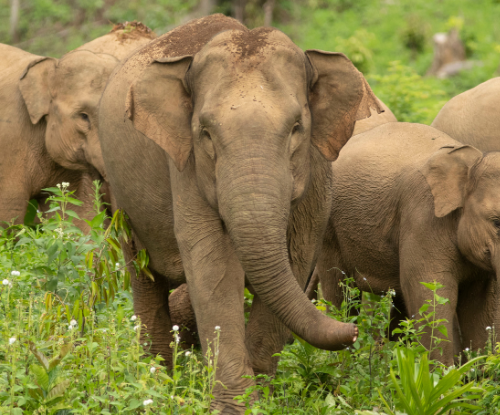 Gajah Sumatera (Elephas maximus sumatranus)