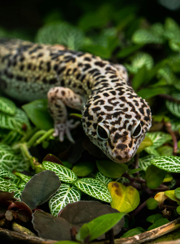 Leopard Gecko (Eublepharis macularius)