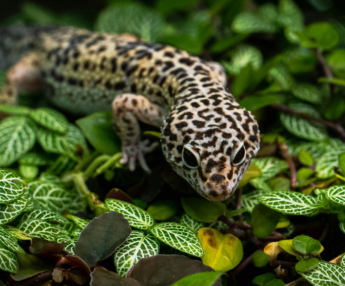 Leopard Gecko (Eublepharis macularius)