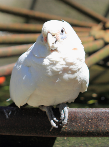 Kakatua Goffin (Cacatua goffiniana)