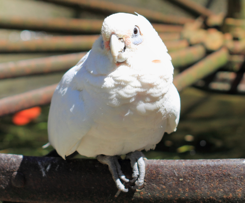Kakatua Goffin (Cacatua goffiniana)