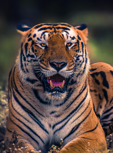 Harimau Bengala (Panthera tigris tigris)