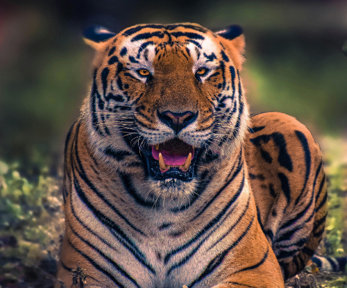 Harimau Bengala (Panthera tigris tigris)