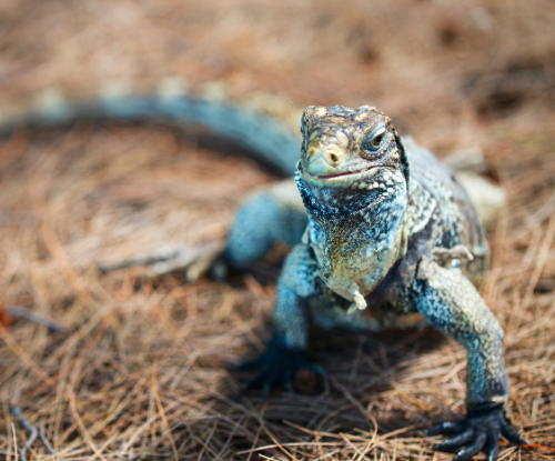 Iguana Biru Grand Cayman (Cyclura lewisi)