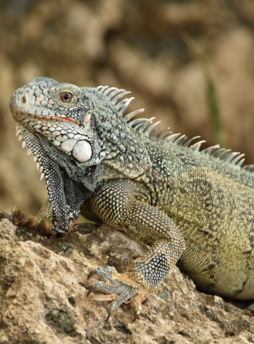 Iguana Hijau (Iguana iguana)
