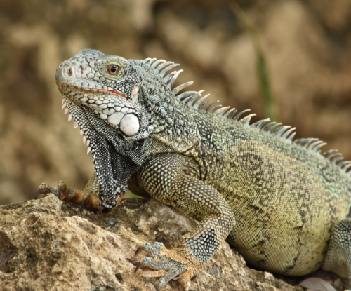 Iguana Hijau (Iguana iguana)