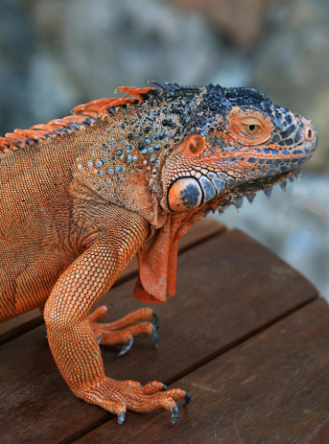 Iguana Merah (Iguana iguana)