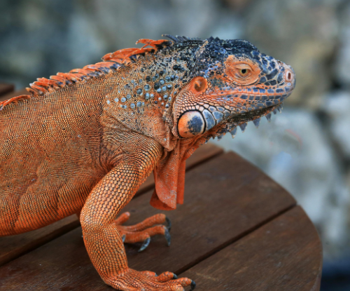 Iguana Merah (Iguana iguana)