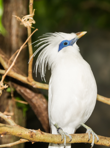Jalak Bali (Leucopsar rothschildi)