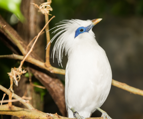 Jalak Bali (Leucopsar rothschildi)