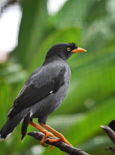 Jalak Kerbau (Acridotheres javanicus)