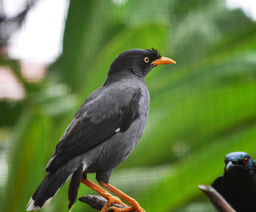 Jalak Kerbau (Acridotheres javanicus)