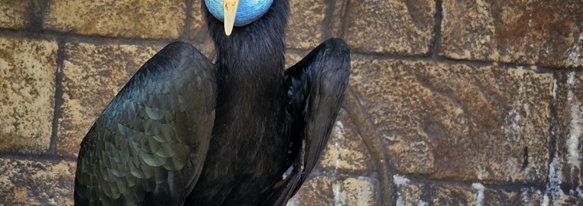 Julang Emas (Rhyticeros undulatus)