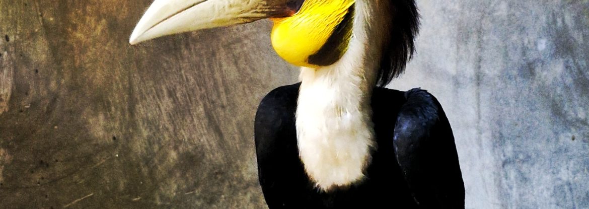 Rangkong Papan (Rhyticeros undulatus)