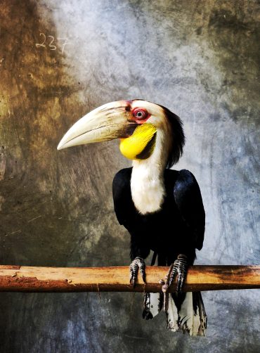 Rangkong Papan (Rhyticeros undulatus)