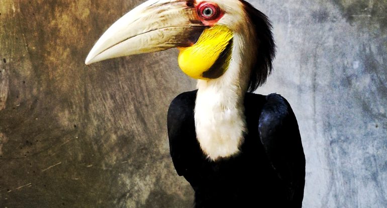 Rangkong Papan (Rhyticeros undulatus)