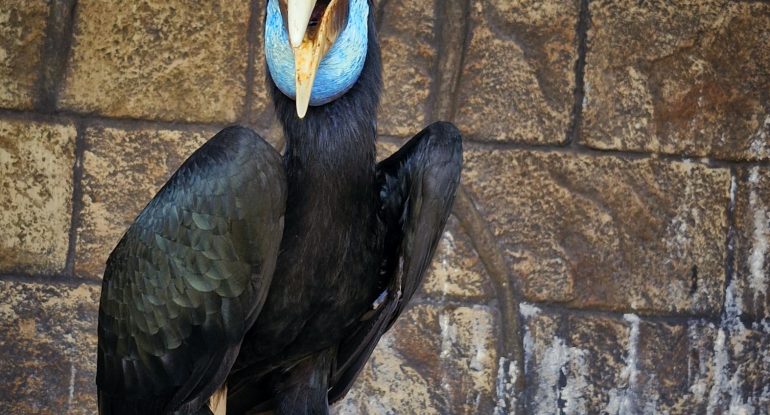 Julang Emas (Rhyticeros undulatus)