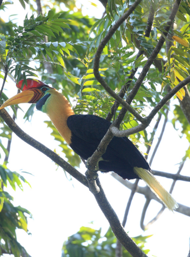 Julang Sulawesi (Rhyticeros cassidix)