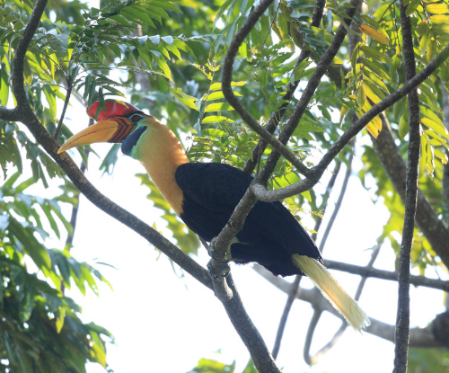 Julang Sulawesi (Rhyticeros cassidix)