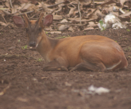 Kijang (Muntiacus muntjak)
