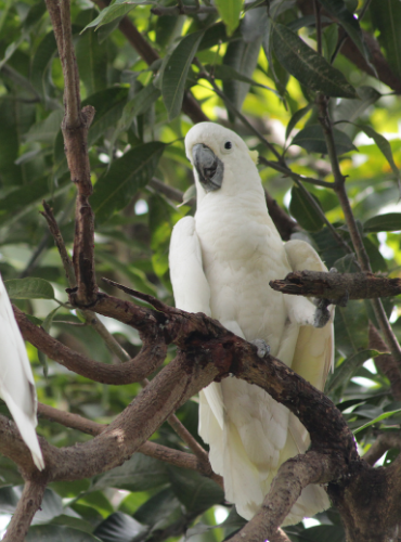 Kakatua Jambul Kuning (Cacatua sulphurea)